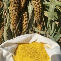 团购    三层米油的旱地黄小米（5斤装）注：新疆、西藏等偏远地区拍下不发货！